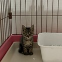 キジトラ子猫。大事にしてくれる里親様募集
