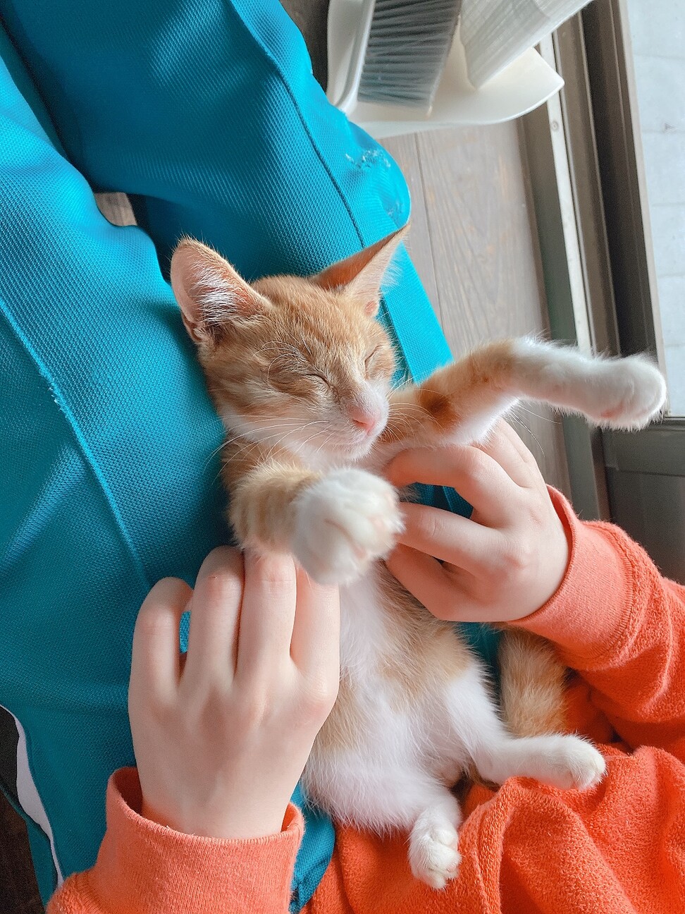 とても人懐こく可愛い茶ト」千葉県 - 猫の里親募集(332632