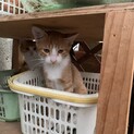 すぐに寄ってきます
