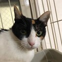 癒し系おだやか＆おっとり♥三毛猫の伊代ちゃん