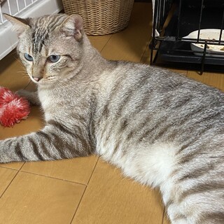 ブルーアイの綺麗な男の子