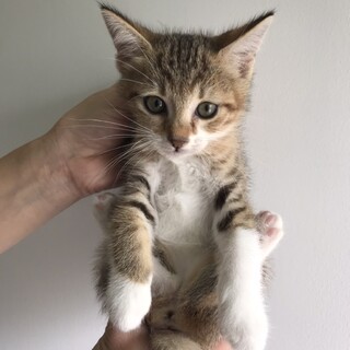 里親決定しました。