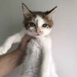 里親決定しました。