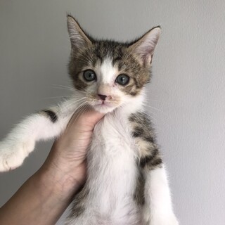 里親決定しました