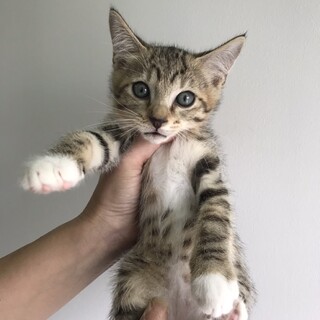 里親決定しました