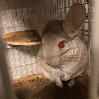 チンチラ　シナモンのオス