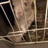 チンチラ　シナモンのオス サムネイル2