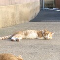 きれいな顔立ちの子猫ちゃん　9ヶ月位　チビB