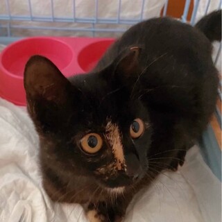 尻尾がチャームポイントの賢い子❣️