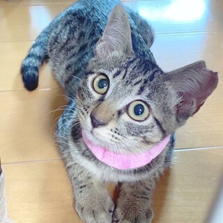 まんまるお目々の女の子♡女性単身可