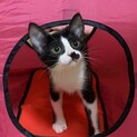 ★小太郎★子猫2ヶ月半★ハチワレ★オス甘えん坊