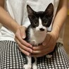 ★小太郎★子猫2ヶ月半★ハチワレ★オス甘えん坊 サムネイル2