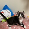 ★小太郎★子猫2ヶ月半★ハチワレ★オス甘えん坊 サムネイル4