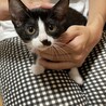 ★小太郎★子猫2ヶ月半★ハチワレ★オス甘えん坊 サムネイル5