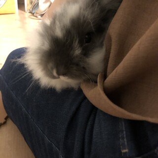 うさぎ　アメリカンファジーロップイヤーの里親募集