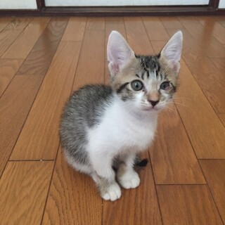 まだ1ヶ月の小さな女の子☆いっちゃんです！