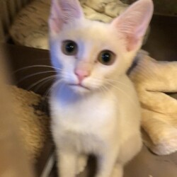 ミニ譲渡会at喫茶マイケルン