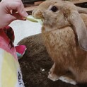 【急募】ロップイヤー★片耳立っちのイケメンくん♡
