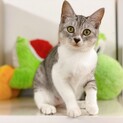 美しいサバ白の子猫ちゃん♪ 甘えん坊さん♪