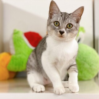 美しいサバ白の子猫ちゃん♪ 甘えん坊さん♪