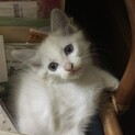 子猫の里親募集中