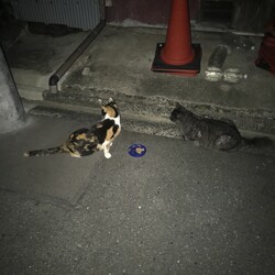 「近所は野良ちゃんがたくさん」サムネイル2