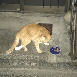 「近所は野良ちゃんがたくさん」サムネイル3