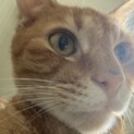 急募！成猫の里親様募集