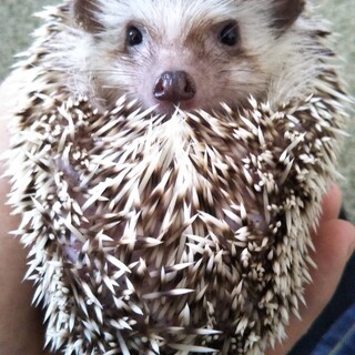 2歳になるハリネズミ（♀）の里親さんを募集します。