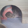 2歳になるハリネズミ（♀）の里親さんを募集します。 サムネイル3