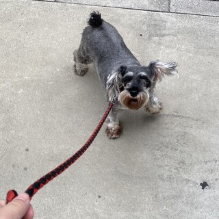 人懐っこいミニチュアシュナイザー4歳