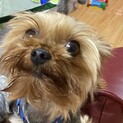 元気なヨークシャーテリア3歳です。