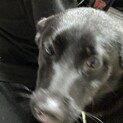 急募します！7ヶ月メス中型犬