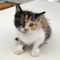 三毛猫の子猫　８／１生まれです