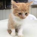 トラの子猫　８／１生まれです