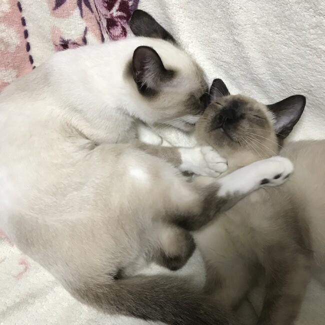 浅葱のお母さんのカバー写真