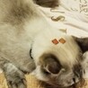 おやつはどこにゃ~