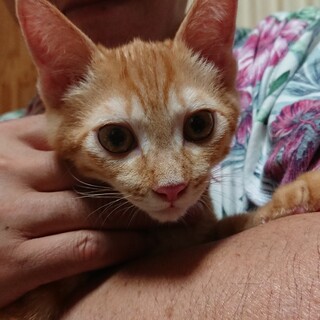 人慣れ抜群、元気いっぱいチャニくん