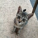 人懐こいキジ猫柄猫ちゃん　チビB
