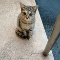 びびりの子猫ちゃん　チビD