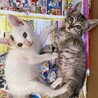 Kたつやくん