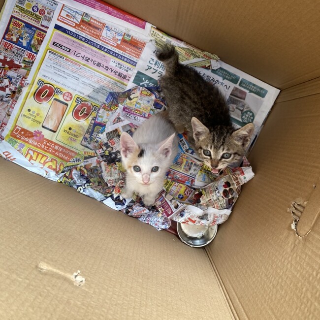 Kたつやくんのカバー写真