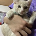 珍しい薄い茶色の茶とらちゃん※一時停止