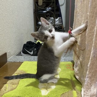 グレー白の可愛い女の子♀