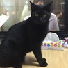 白猫と黒猫の兄弟去勢済5歳 サムネイル3