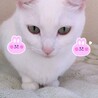 白猫と黒猫の兄弟去勢済5歳 サムネイル4