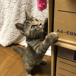 遊ぶの大好き！キジトラの女の子