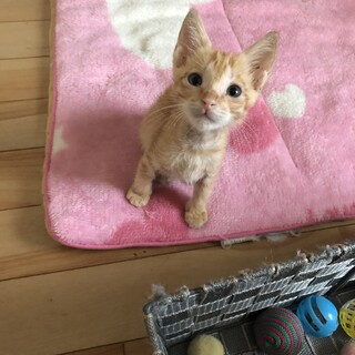 ありがとうございました✩.*˚小さな茶虎くん