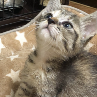 ありがとうございました✩.*˚可愛いキジ猫ちゃん