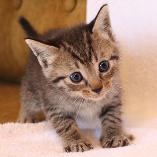 生後4週間の女の子